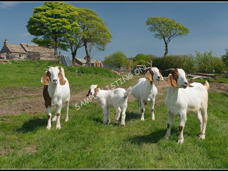 Mosotho Live Boer Goats