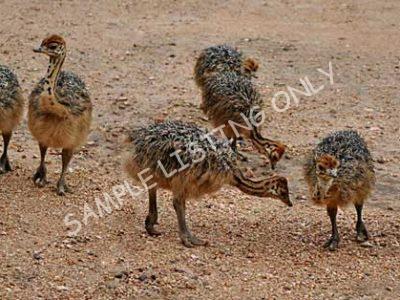Lesotho Ostrich Chicks