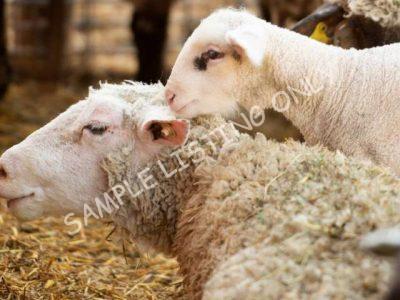 Healthy Lesotho Sheep