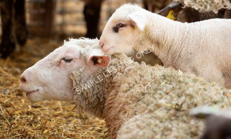 Healthy Lesotho Sheep