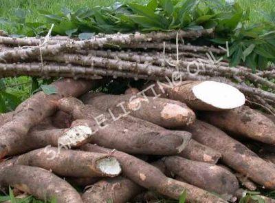 Fresh Lesotho Cassava