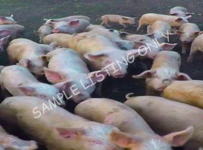 Lesotho Healthy Pigs