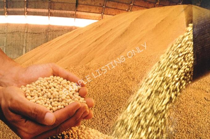 Fresh Dry Lesotho Soya Beans