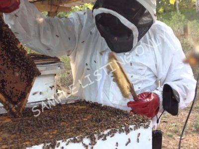 Sweet Lesotho Honey